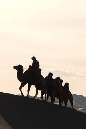Silhouette of a camel caravan against a sunset sky